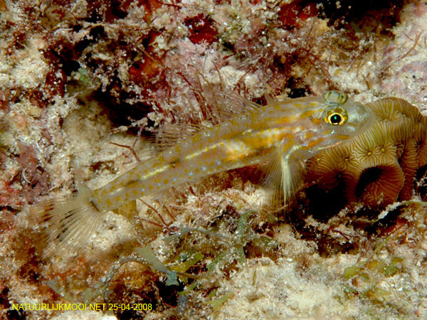 Coryphopterus eidolon